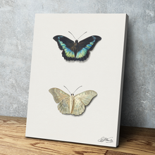 Load image into Gallery viewer, Boven- en onderaanzicht van een vlinder by Georgius Jacobus Johannes van Os Art Print Portrait Vintage Poster Canvas Wall Art Décor Gift
