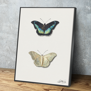 Boven- en onderaanzicht van een vlinder by Georgius Jacobus Johannes van Os Art Print Portrait Vintage Poster Canvas Wall Art Décor Gift