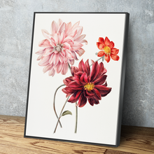 Load image into Gallery viewer, Dahlias by Willem Hekking Art Print Portrait Vintage Poster Canvas Wall Art Décor Gift