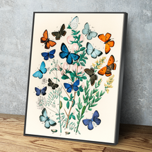 Load image into Gallery viewer, European Butterflies and Moths by William Forsell Kirby Art Print Portrait Vintage Poster Canvas Wall Art Décor Gift