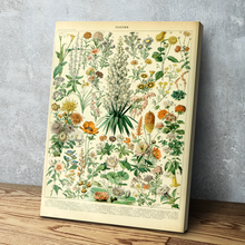 Load image into Gallery viewer, Vintage Flower Print 1909 - Adolphe Millot Poster Home Decor Botanical Print Romantic Floral Illustration Science Flor Fleur